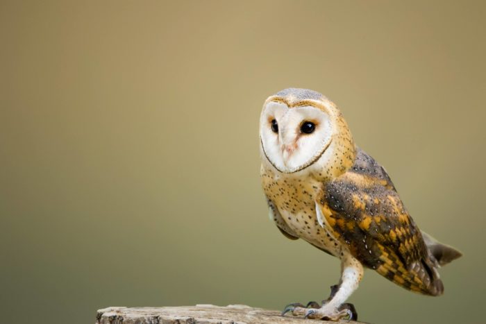 Barn Owl Centre image